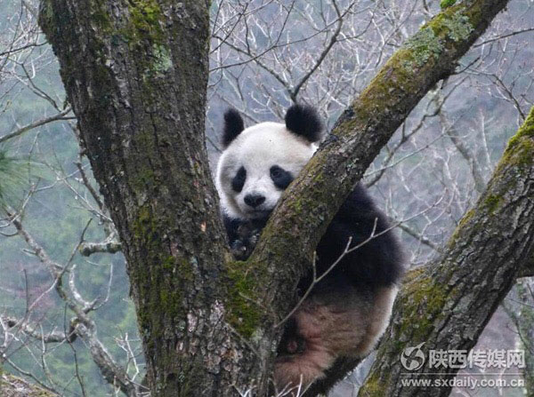 A female giant panda stays on a sharptooth oak, about 15 meters above the ground, in the Foping Nature Reserve in Northwest China's Shaanxi province. (Photo/sxdaily.com.cn)