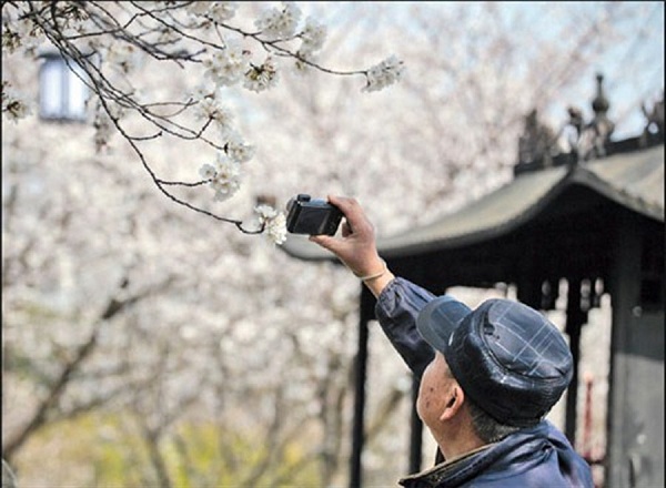 A visitor takes photos of cherry blossoms.(Photo/Shanghai Daily)