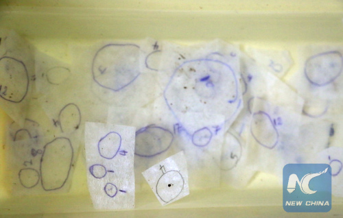 Eggs and larvae of the Aedes aegypti mosquito, the carrier of Zika virus, are displayed in a laboratory of the Ministry of Health, in San Jose, Costa Rica, on Jan. 29, 2016. (Photo: Xinhua/Kent Gilbert)