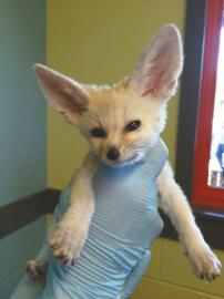 A fennec fox. (Photo/West China Metropolis Daily)