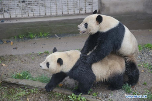 Giant panda Yang Yang (R) mates with giant panda Su Shan at the Bifengxia base of the China Conservation and Research Center for the Giant Pandas in Ya'an City, southwest China's Sichuan Province, April 14, 2016. The center captive-breeds the world's largest panda population -- 218 as of the end of 2015. Twenty-six female pandas have been selected in this year's mating plan. (Photo: Xinhua/Xue Yubin)