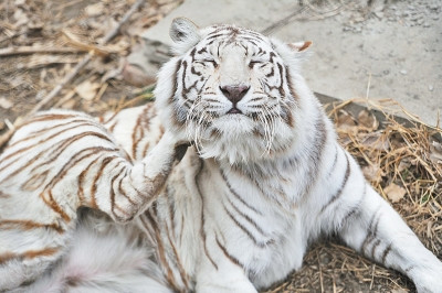 One white tige will move to new home in Luanchuan County in central China's Henan Province. (Photo/Dahe Daily)