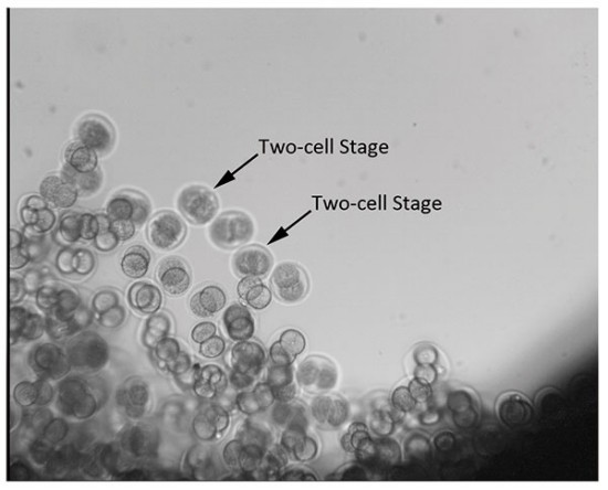 A picture sent from China's SJ-10 recoverable satellite shows two-cell mouse embryos (top) four hours before the launch on April 6, and the same embryos that developed into blastocyst (bottom) 80 hours after the launch. (Photo/China Daily)