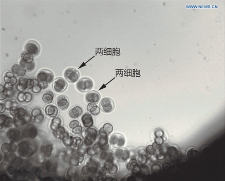 Photo provided by the Institute of Zoology, Chinese Academy of Sciences, shows the mouse embryos four hours before they are launched into space by the satellite, SJ-10. Over 6,000 early-stage mouse embryos carried by China's retrievable scientific research satellite have developed in space, making it the world's first-ever successful test on mammal embryo development. (Xinhua) 