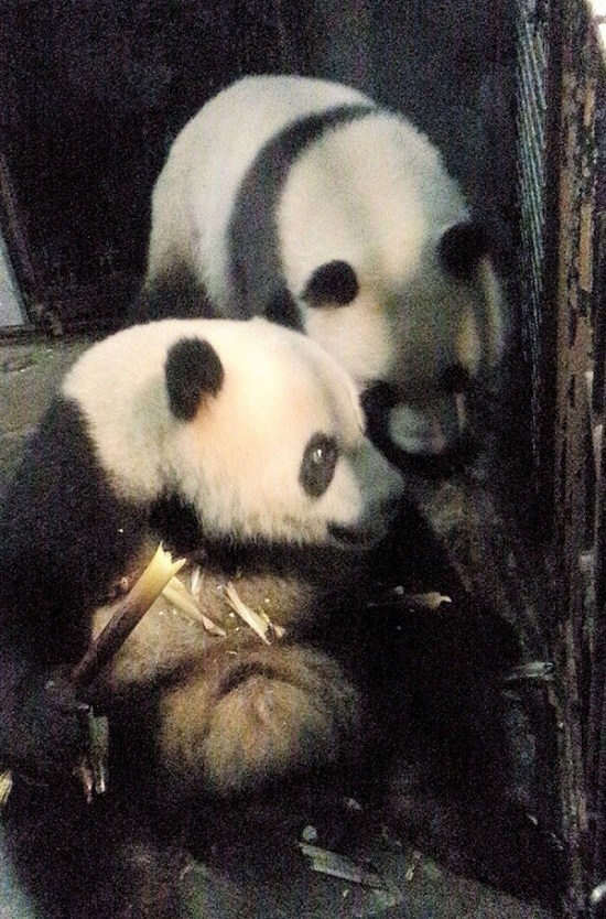 Xing Er and Ya Er (left) explore their new home at Shanghai Zoo.(Ti Gong)
