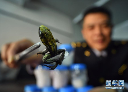 An officer of Beijing Entry-Exit Inspection and Quarantine Bureau shows a poison dart frog on April 18, 2016. The bureau has intercepted ten live poison dart frogs in an overseas parcel on April 15, 2016. (Photo/Xinhua)