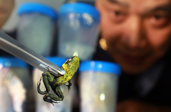 The carcass of a poison dart frog that was intercepted by the Beijing border inspection authorities represents one of a number of dangerous species. (Photo by Zou Hong/China Daily)