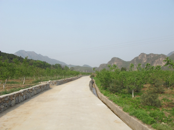 A newly-built road winds through a walnut plantation in Tiangang village, Angezhuang township, Yixian county, Hebei province, on April 27, 2016. (Photo by Wu Yan/chinadaily.com.c)