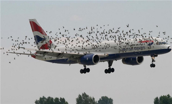 Bird-plane collisions are universal problem. (Photo provided by Northwestern Polytechnical University)