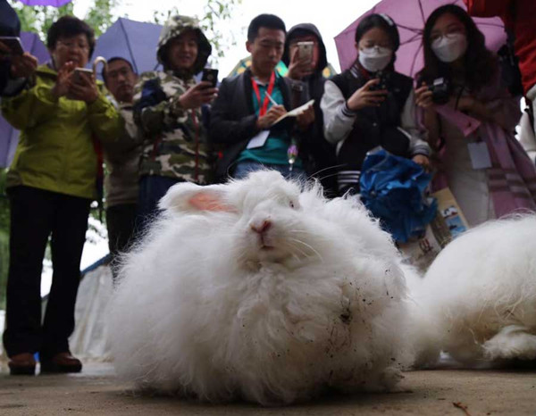 Journalists take photos of angora rabbits at Xinhui Angora Rabbits Farm in Baijian village, Laishui county, in North Chinas Hebei province. (Photo by Kou Jiaxiang provided to chinadaily.com.cn)