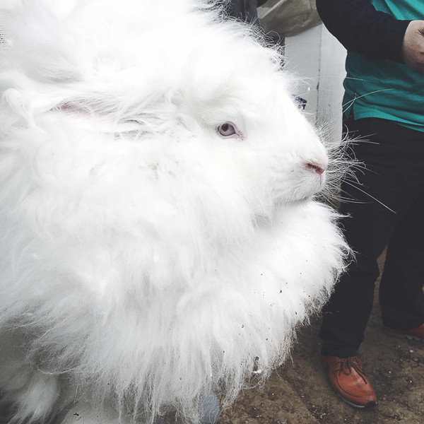 A close-up of an angora rabbit. The hair of the rabbits is sold at a price between 60 to 120 yuan. The revenue of the rabbit hair sales has reached 2 million yuan in the last year of operation. (Photo by Kou Jiaxiang provided to chinadaily.com.cn)