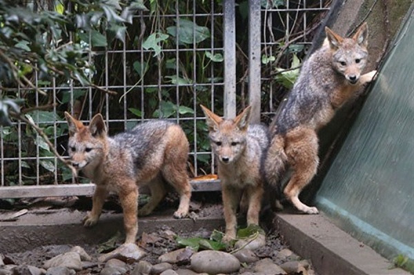 Three of the five jackal pups born at Shanghai Zoo investigate their new home.(Photo/Shanghai Daily)