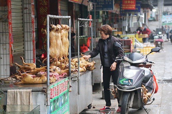 A woman stops to buy dog meat for dinner in Yulin. (Photo provided to China Daily by the Humane Society International)