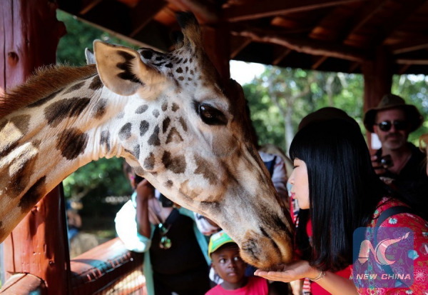 A girl kisses a giraffe's face at the Giraffe Centre in Nairobi, Kenya, on Jan. 9, 2016. The Giraffe Centre provides an elevated feeding platform where visitors can meet the resident giraffes face to face here in the Nairobi suburb. (Xinhua/Pan Siwei)
