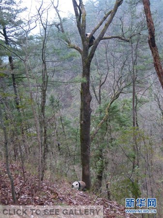 A pair of pandas were caught in a "love affair" in northwest China's Shaanxi Province, staff of a local nature reserve confirmed on Friday. (Photo/Xinhua)
