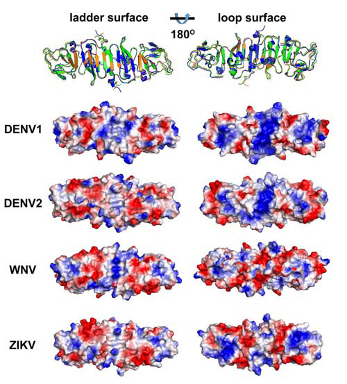 This photo shows that the distribution of Zika virus NS1 protein's electric charges is entirely different from other members of the favivirus genus. (Photo/im.cas.cn)