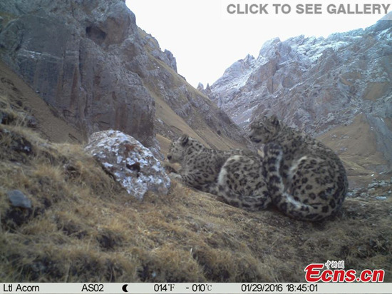 An image taken by an infrared camera shows two snow leopards mating at the Lancang River Source Zone in Yushu Tibet Autonomous Prefecture, Northwest China's Qinghai Province. A biodiversity survey found at least 13 snow leopards and three leopards in an area of around 300 square kilometers and also captured rare images of many other wild animals. (Photo provided by Shan Shui Conservation Center Center)