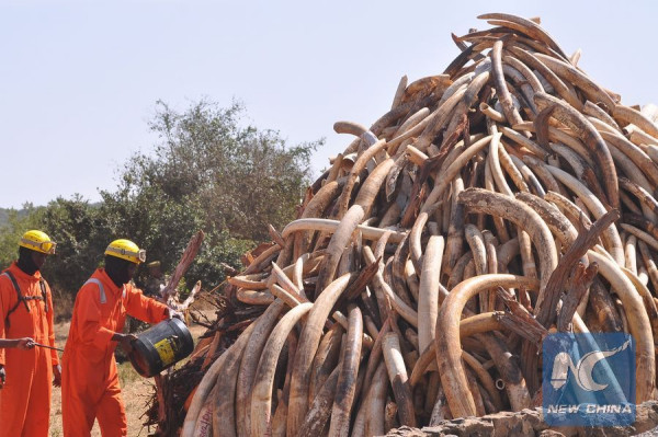 File photo shows firemen pouring fuel on contraband ivory in Nairobi, capital of Kenya. (Photo: Xinhua/Allan Muturi)