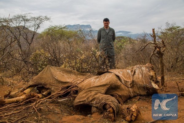 File photo shows Chinese former basketball star and Wild Aid Ambassador Yao Ming looking at the carcass of an elephant in Samburu, 388 km southeast of Nairobi, capital of Kenya. (Xinhua)