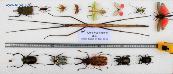 The file photo shows the world's longest insect (C) compared with other insects in size. The Insect Museum of West China in Chengdu, capital of southwest China's Sichuan Province, told Xinhua Thursday that a 62.4-cm-long stick insect found during a field inspection in south China's Guangxi Zhuang Autonomous Region in 2014 has broken the record for length for all 807,625 insects discovered so far. (Xinhua)
