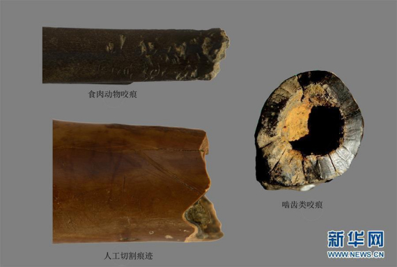 File photo of fossils found at the Gantangjing Paleolithic site in Jiangchuan, Yunnan Province. (Photo/Xinhua)
