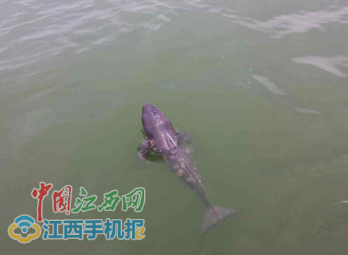 The finless porpoise baby in Poyang Lake. (photo/www.jxnews.com.cn)