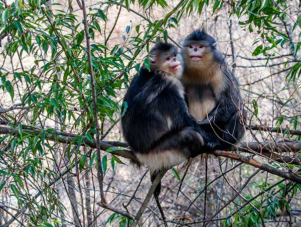 Yunnan snub-nosed golden monkeys, found only in China's southwest, have been thriving in the Baima Snow Mountain National Natural Reserve in Yunnan province. Its numbers have grown by 40 percent over the past 20 years.(Photo provided to China Daily)