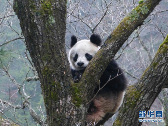 A female giant panda stays on a sharptooth oak, about 15 meters above the ground, in the Foping Nature Reserve in Northwest China's Shaanxi province. (Photo/Xinhua)