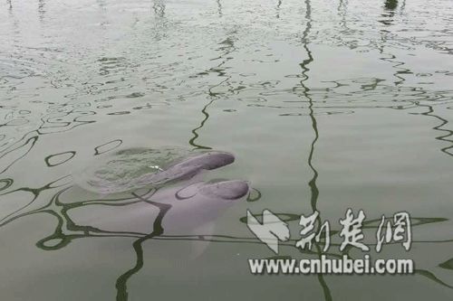 The mother finless porpoise, named E E, and its baby.(Photo/News.cnhubei.com)