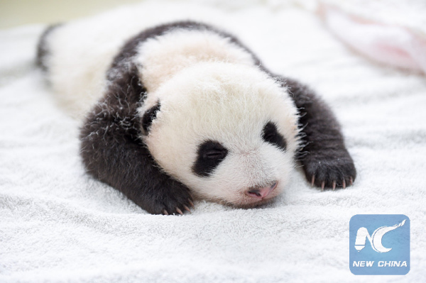 A baby panda is seen in the Giant Panda Protection and Research Center in Ya'an, southwest China's Sichuan Province, Aug. 21, 2015.(Photo: Xinhua/Li Qiaoqiao)