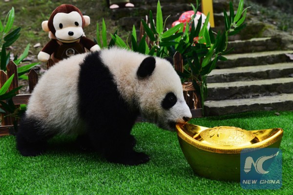 A giant panda cub plays with a gold ingot at the Bifeng Gorge base of China Conservation and Research Center for the Giant Panda (CCRCGP), in Ya'an, southwest China's Sichuan Province, Jan. 31, 2016. A special new year greeting ceremony was held here for panda cubs between five to seven months. (Xinhua)