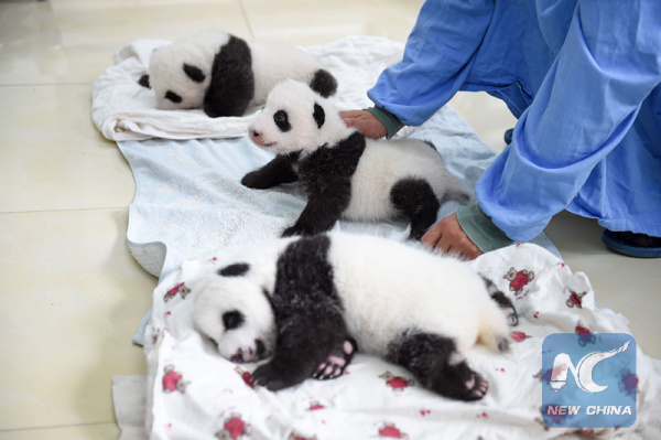 Baby pandas are seen in Ya'an Giant Panda Protection and Research Center. (Photo: Xinhua/Li Qiaoqiao)