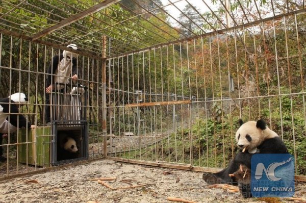 Breeders in special "panda suit". (Photo from CCRCGP website)