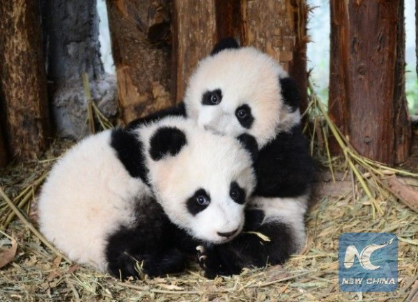 Giant Panda Lulu and Xixi. (Photo from CCRCGP website)
