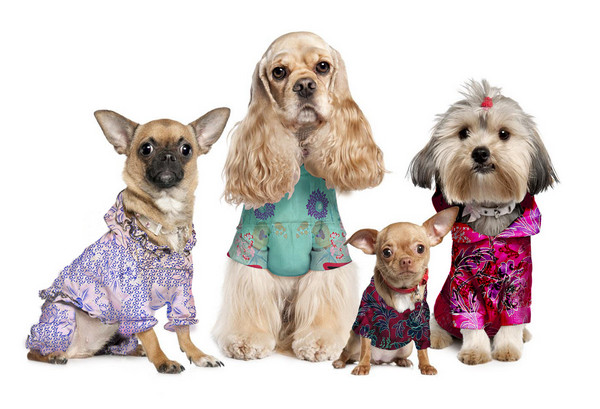 The museum has cultivated a variety of souvenirs, including costumes for pet dogs. (Photo provided to China Daily)