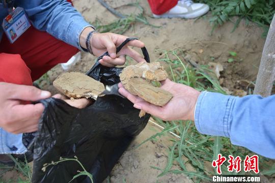 Wild mushrooms covered with thick sand discovered in the Taklimakan Desert (CNS Photo)