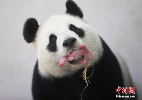 hinese giant panda Hao Hao gives birth to a baby panda in Belgian animal park Pairi Daiza on June 2, 2016. (Photo: China News Service/Zhong Xin)