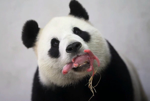Giant panda Hao Hao holds her new cub in her mouth at Belgium's Pairi Daiza zoo. Provided to China Daily