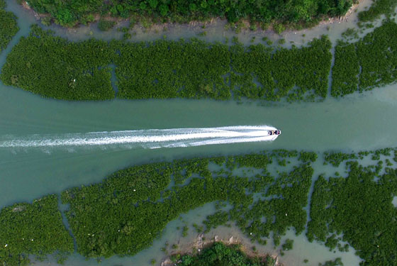 The rapid deforestation of the mangrove woods has posed a grim threat to the eco-environment in the once pollutant-free coastal lands. (Photo/Xinhua)