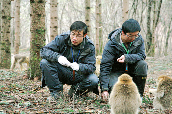 Huang Yuanpeng's fellow researchers from Shennongjia Golden Monkeys Protection and Research Center check on the monkeys. (Photo:China Daily/Liu Xiangrui)