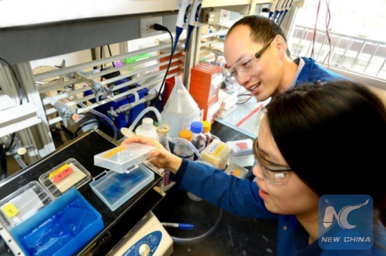 Chris Chang and UC Berkeley graduate student Sumin Lee carry out experiments to find proteins that bind to copper and potentially influence the storage and burning of fat. (courtesy of UC Berkeley)
