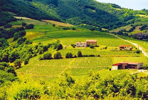 Beaujolais Cru vineyards