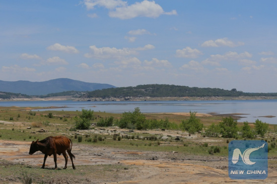 A cow walks near the Mukirikwi Lake, Zimbabwe's largest man-made lake whose water levels have dropped to critical 25 percent, in Masvingo province, Zimbabwe, Feb. 15, 2016. (Xinhua/file photo)