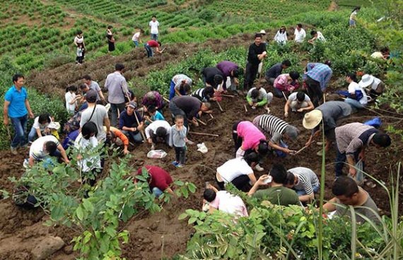 Thousands of hunters search for red stones they believe are precious in a tea garden in Houzhang village, Pan'an county in Zhejiang province on Sunday. (Photo: China Daily/Fu Yingjie)