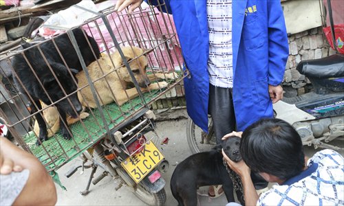 A customer inspects a dog for sale at the Big Market in Yulin, Guangxi Zhuang Autonomous Region, on Monday. The vendor claimed that he was selling dogs he raised at home. (Photo:Li Hao/GT)