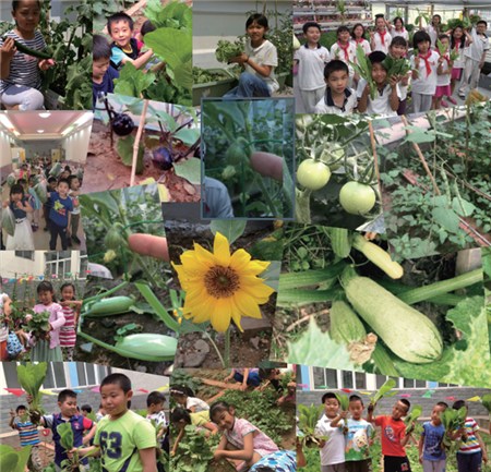 The vegetables planted by the children from 23 schools. (Photo provided to chinadaily.com.cn)