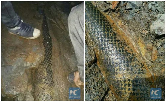 The scale tree fossil taken on June 19, 2016. (Xinhua)