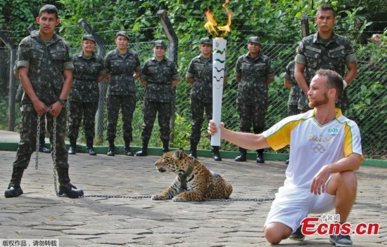 The Olympic Torch, hold by an athlete, is seen by a jaguar --symbol of Amazonia-- during a ceremony in Manaus, northern Brazil, on June 20, 2016. The jaguar, who was named Juma and lived in the local zoo, had to be shot dead by soldiers shortly after the ceremony when he escaped and attacked a veterinarian despite having been hit four times with tranquilizing darts.(Photo/Agencies)