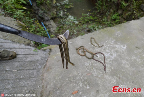 Villagers hunt several hundred venomous snakes after they are released by people as a way of showing benevolence and earning merit in Dujiangyan, Sichuan province on June 2, 2016. (Photo/IC)