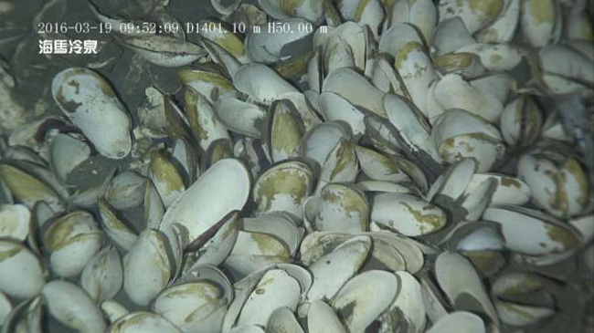 Sea mussels found at the cold spring. (Photo/Guangzhou Daily)